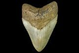 Huge, Fossil Megalodon Tooth - North Carolina #158231-2